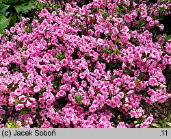 Rhododendron hort. Rosebud