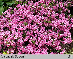 Rhododendron Rosebud