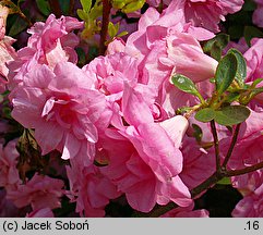 Rhododendron Rosebud