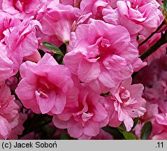 Rhododendron hort. Rosebud