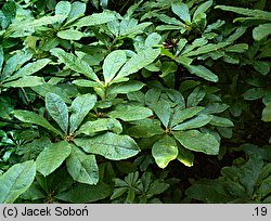 Rhododendron ×kosterianum (azalie grupy Mollis)