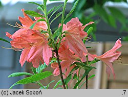 Rhododendron ×kosterianum (azalie grupy Mollis)