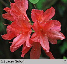 Rhododendron ×kosterianum (azalie grupy Mollis)