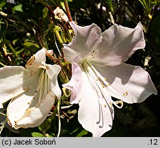 Rhododendron schlippenbachii (azalia Schlippenbacha)