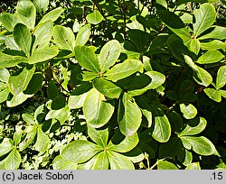 Rhododendron schlippenbachii (azalia Schlippenbacha)