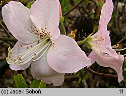 Rhododendron schlippenbachii (azalia Schlippenbacha)