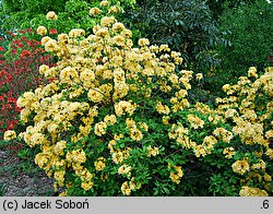 Rhododendron hort. Narcissiflora
