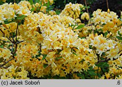 Rhododendron hort. Narcissiflora