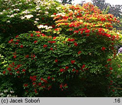 Rhododendron hort. Gloria Mundi