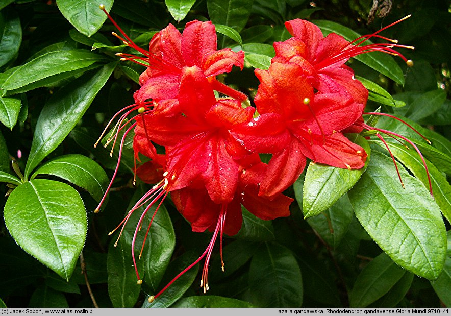 Rhododendron hort. Gloria Mundi