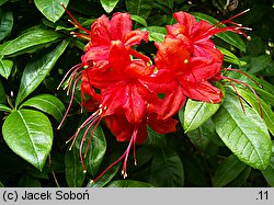 Rhododendron hort. Gloria Mundi