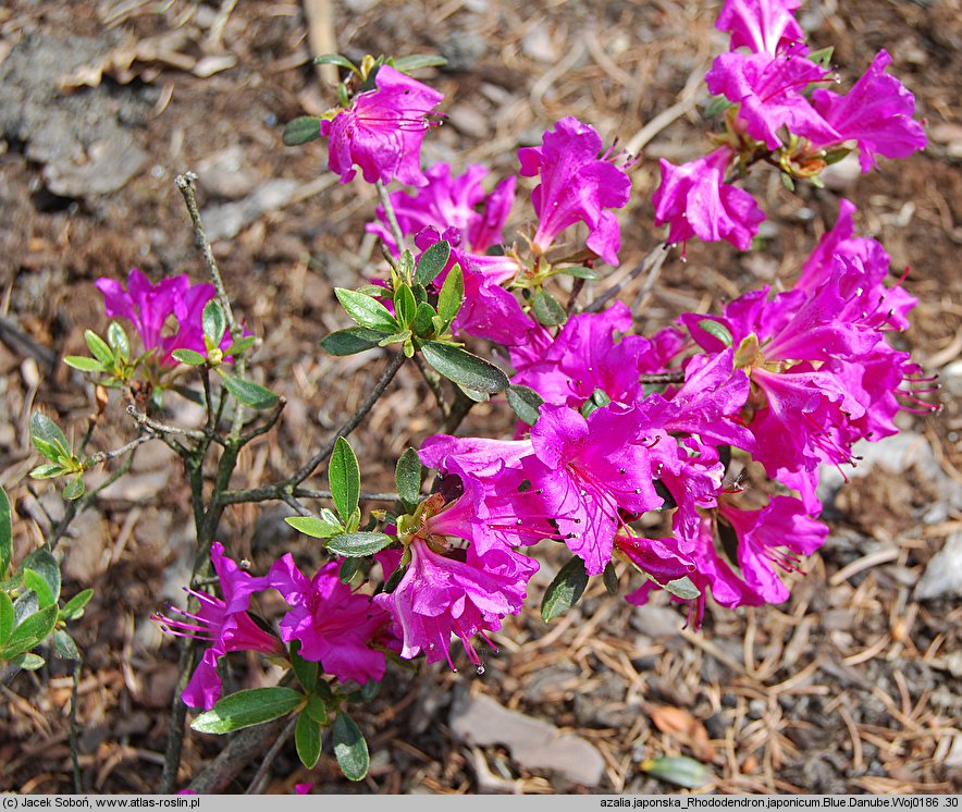 Rhododendron hort. Blue Danube
