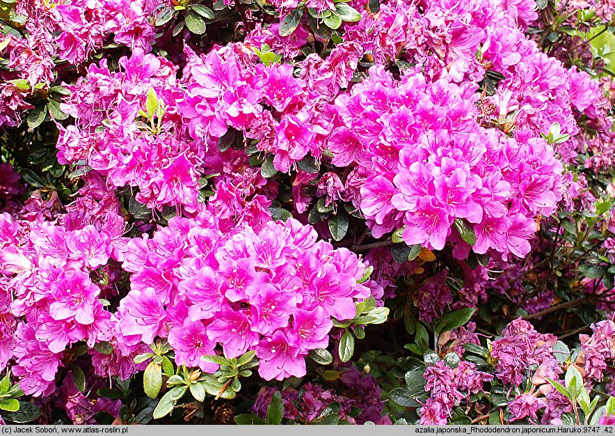 Rhododendron Haruko