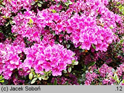 Rhododendron Haruko