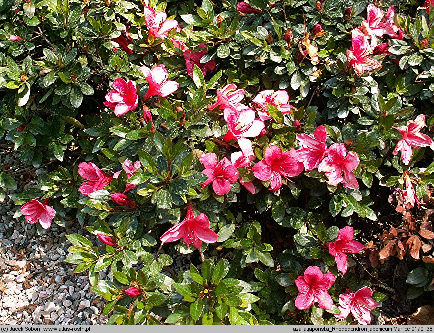 Rhododendron japonicum cv. Marilee