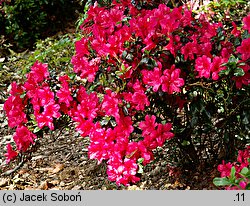 Rhododendron Maruschka