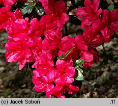 Rhododendron hort. Maruschka