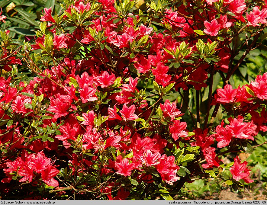 Rhododendron Orange Beauty