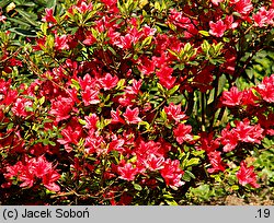 Rhododendron Orange Beauty