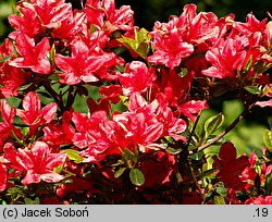 Rhododendron Orange Beauty