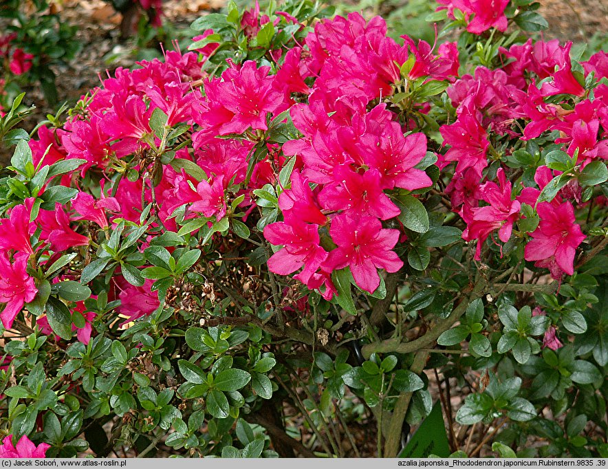 Rhododendron Rubinstern