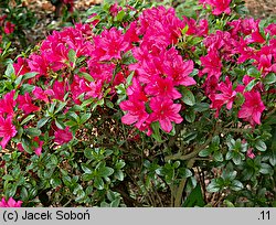 Rhododendron hort. Rubinstern