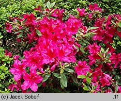 Rhododendron hort. Georg Arends