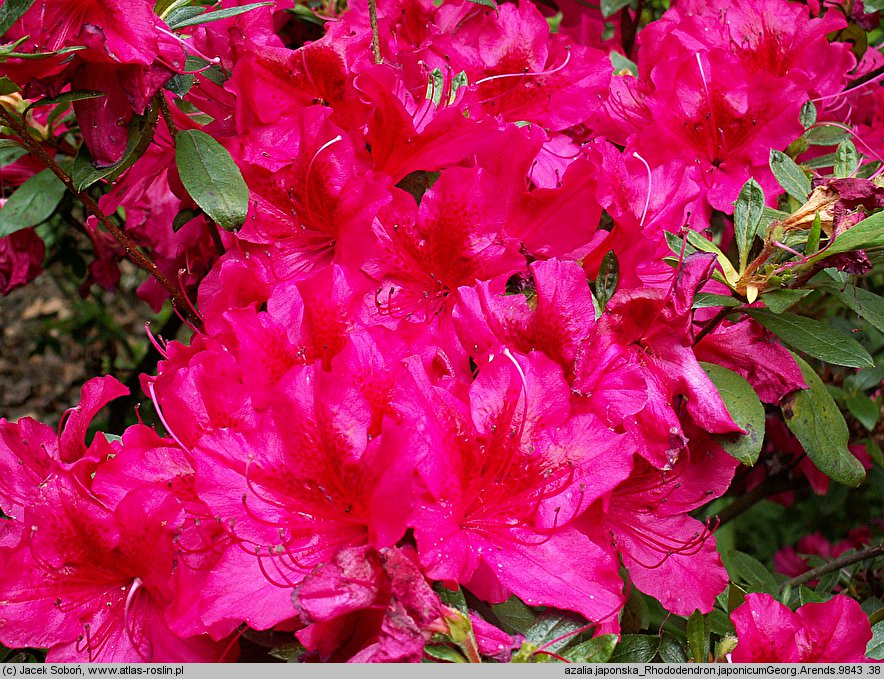 Rhododendron hort. Georg Arends