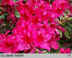 Rhododendron hort. Georg Arends