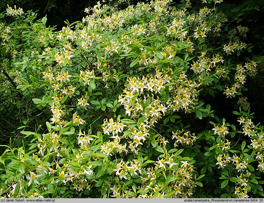 Rhododendron canadense (azalia kanadyjska)