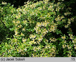 Rhododendron canadense (azalia kanadyjska)