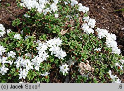 Rhododendron hort. Albiflorum