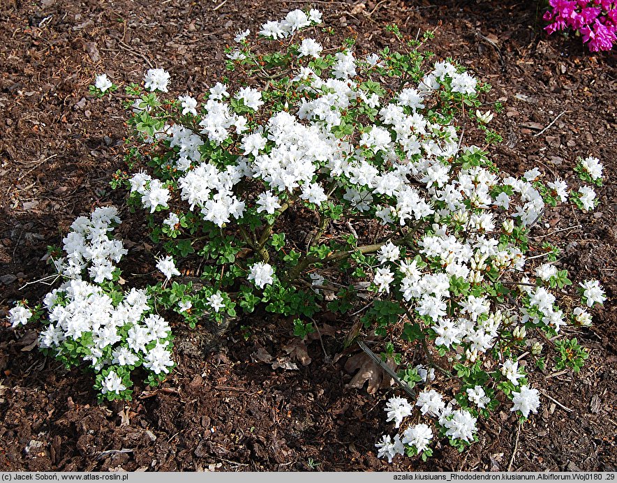 Rhododendron Albiflorum