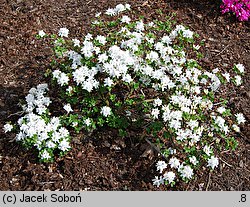 Rhododendron hort. Albiflorum