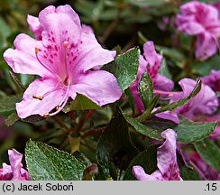 Rhododendron obtusum (azalia tępolistna)