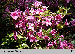 Rhododendron obtusum (azalia tępolistna)