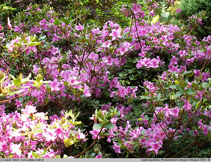 Rhododendron obtusum (azalia tępolistna)