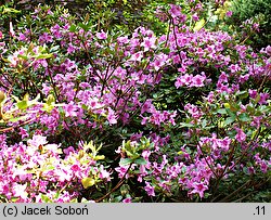 Rhododendron obtusum (azalia tępolistna)