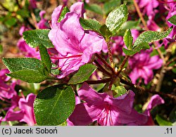 Rhododendron obtusum (azalia tępolistna)