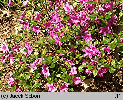 Rhododendron obtusum (azalia tępolistna)