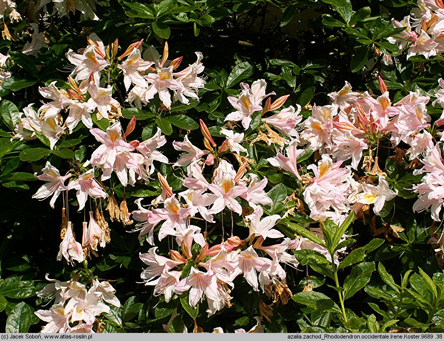 Rhododendron hort. Irene Koster