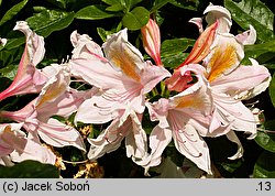 Rhododendron hort. Irene Koster