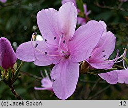 Rhododendron reticulatum (azalia żyłkowana)