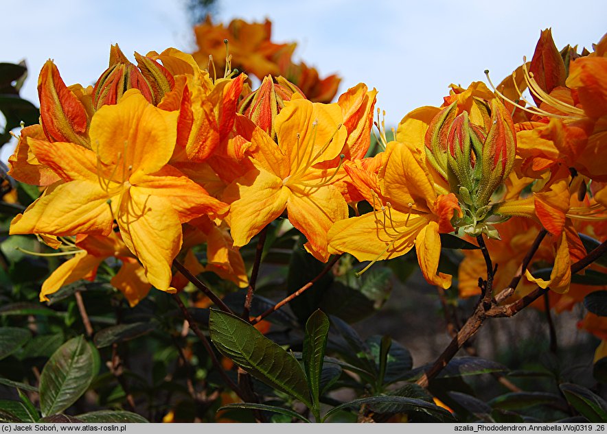 Rhododendron Annabella