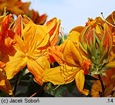 Rhododendron Annabella