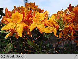 Rhododendron Annabella