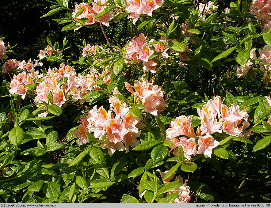 Rhododendron hort. Beaute de Flandre