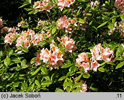 Rhododendron Beaute de Flandre