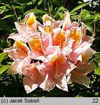 Rhododendron hort. Beaute de Flandre