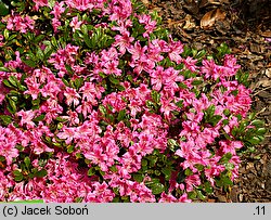 Rhododendron hort. Boubin